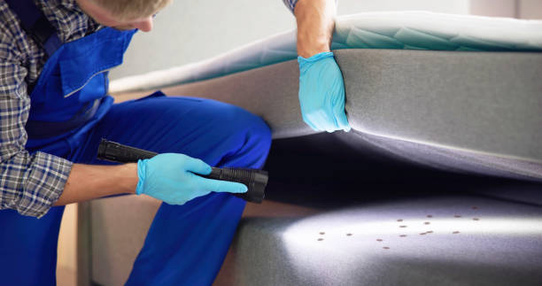Best Termite Control Services  in Hemphill, TX