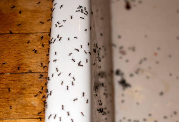 Best Exterminator Services  in Hemphill, TX