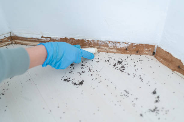 Best Pest Inspection Near Me  in Hemphill, TX